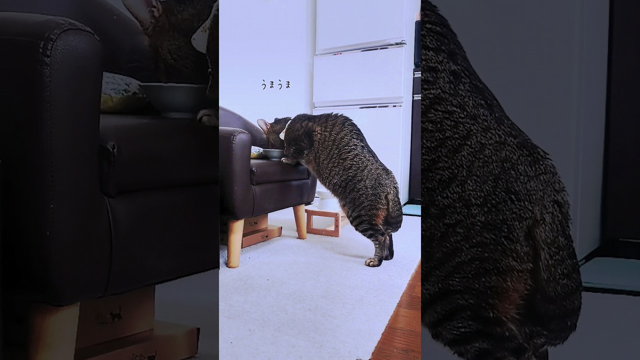 子猫のおやつを盗み食いするもなちゃん【 #猫 】【#shorts 】