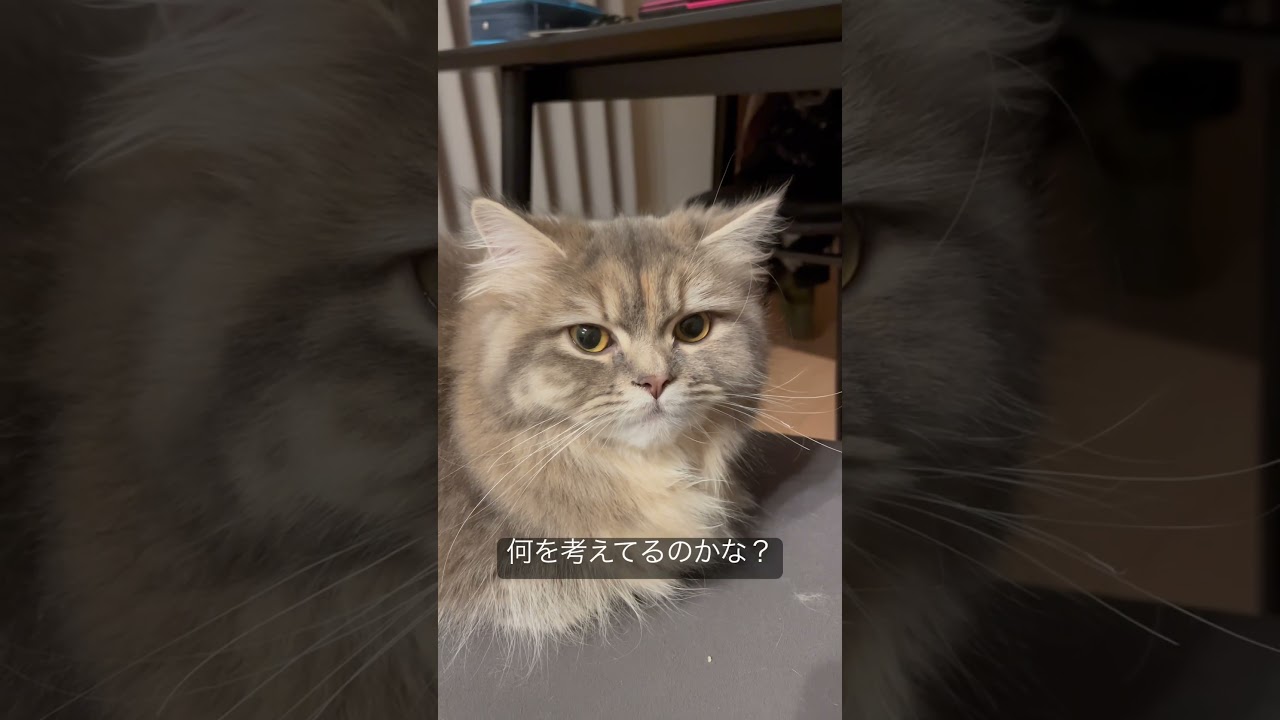 クールな表現でキメるラガマフィンの子猫　#ラガマフィン #猫のいる暮らし #子猫動画