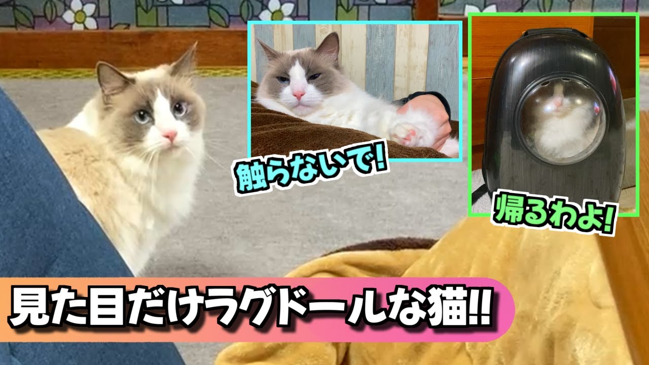 見た目だけはラグドールな猫！！中身もラグドールでお願いしますｗｗｗ【猫のナレーション】
