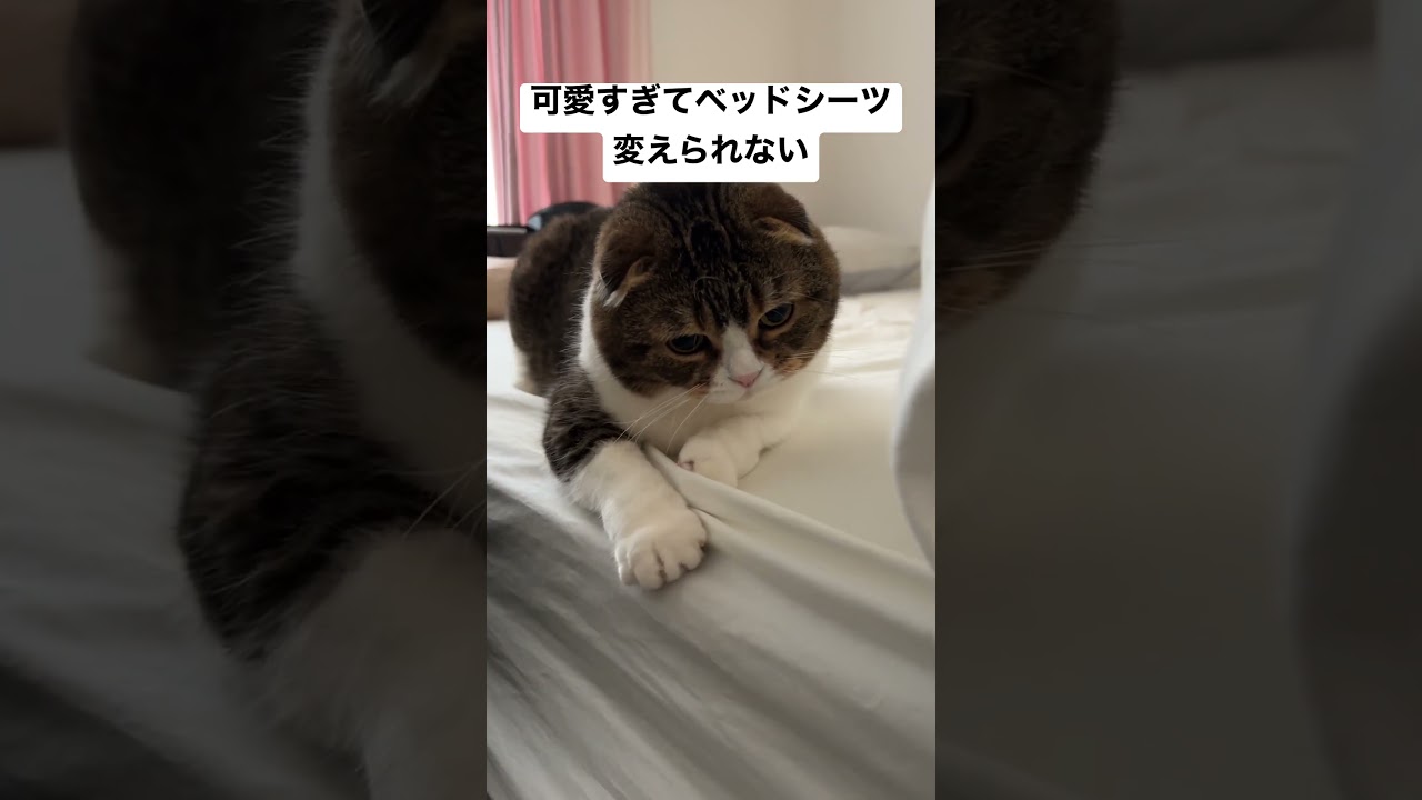 猫が可愛すぎて一生シーツ変えられないw