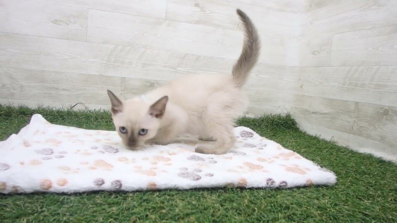 Coo&RIKU　No00626128 トンキニーズ