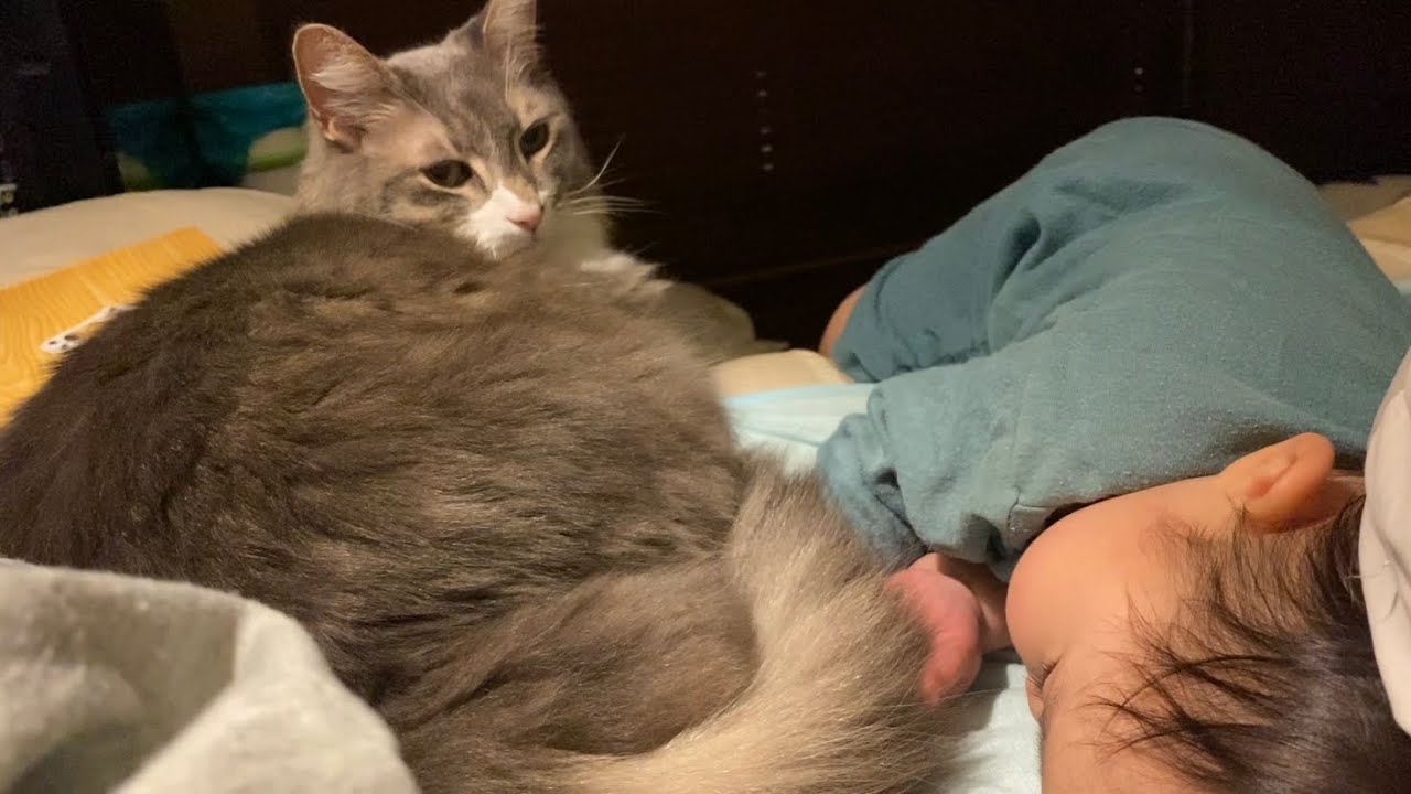 赤ちゃんにモフらせてあげる猫　ノルウェージャンフォレストキャット　ラガマフィンA cat that lets you touch a baby. Norwegian Forest Cat.