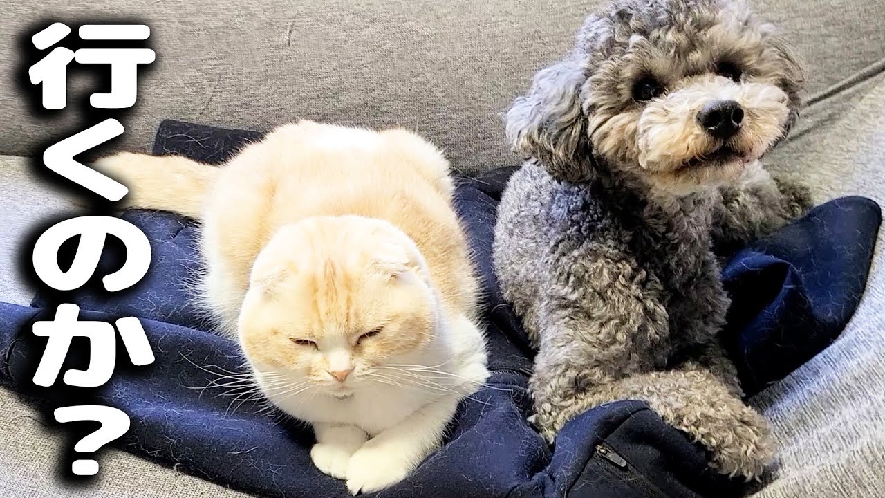 パーカーを着てお出かけしようとしたら子猫と犬がこうなってました...笑