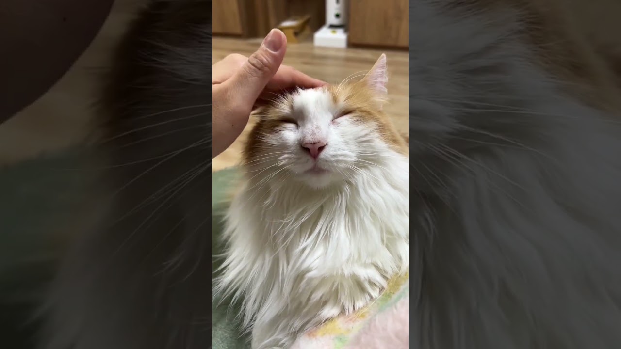 撫でられるのが好きな猫#shorts 【マリー（メインクーン）】
