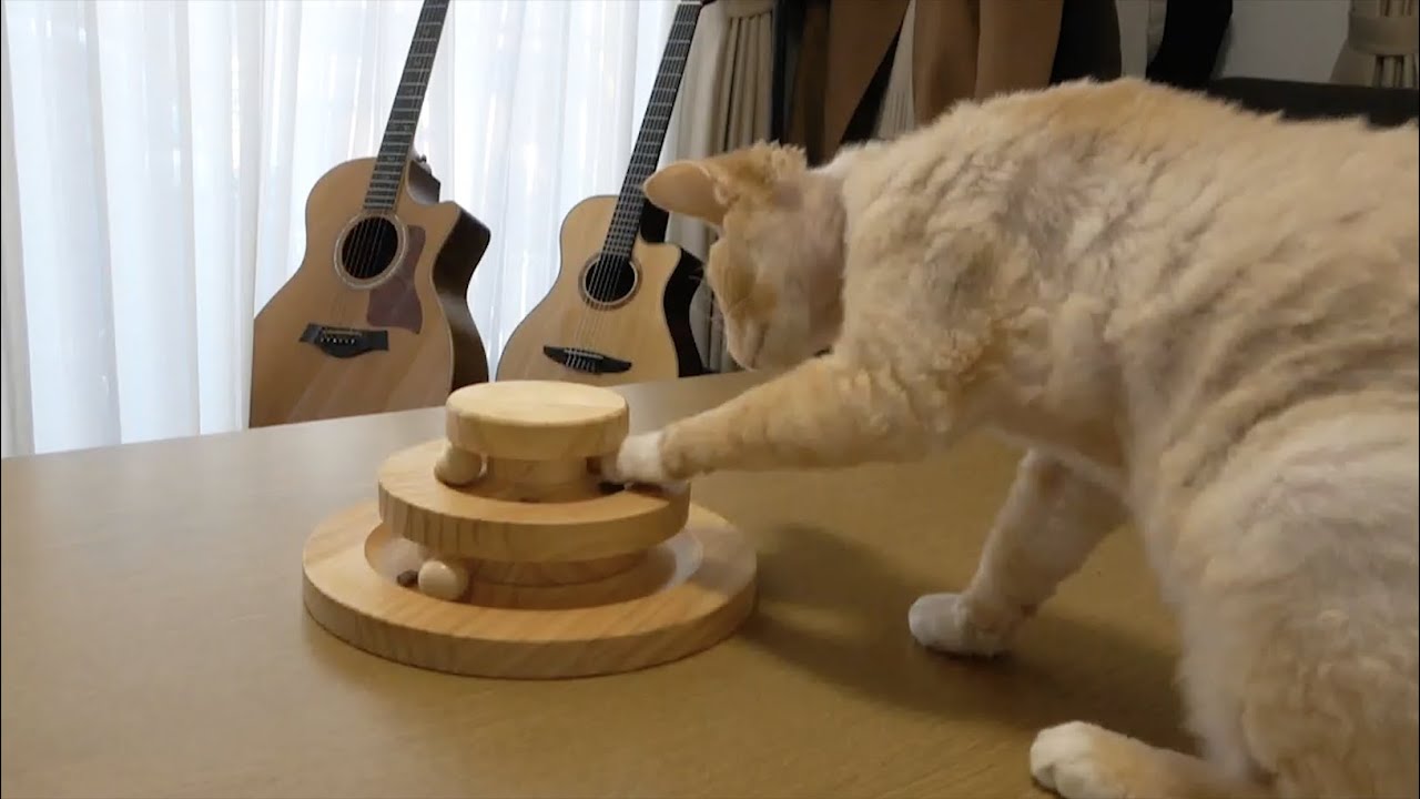 デボンレックス猫兄弟の宝探しシリーズ〜Blanca & ドライフード〜(Treasure hunting series -- Episode 1)
