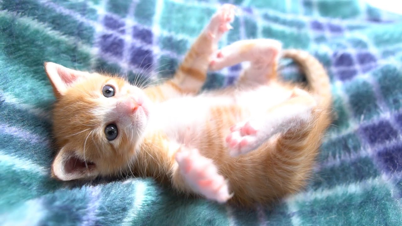 【生後23日】下手っぴなこちょこちょパーがかわいい【保護子猫】tickle tickle!
