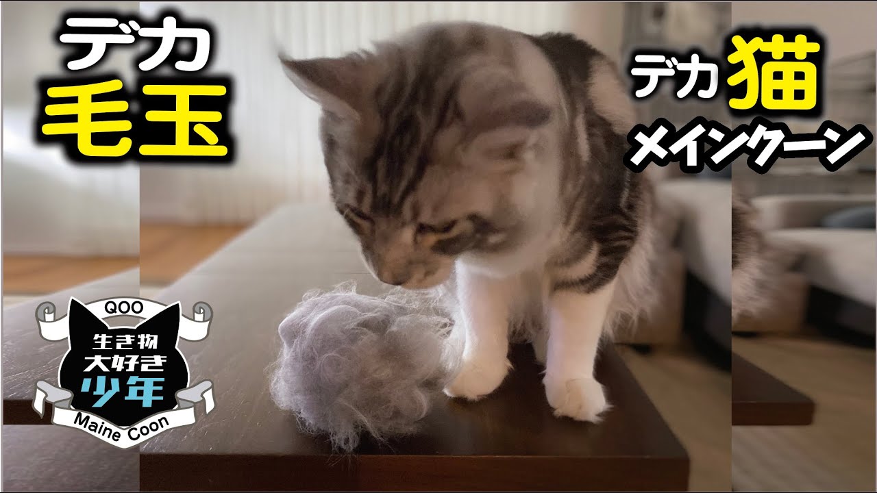 【メインクーン】ブラッシング好きな大型猫（長毛種）の換毛期