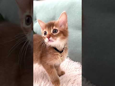 ソマリ デコポン(仮)レッドって何でこんなに可愛いの⁉️