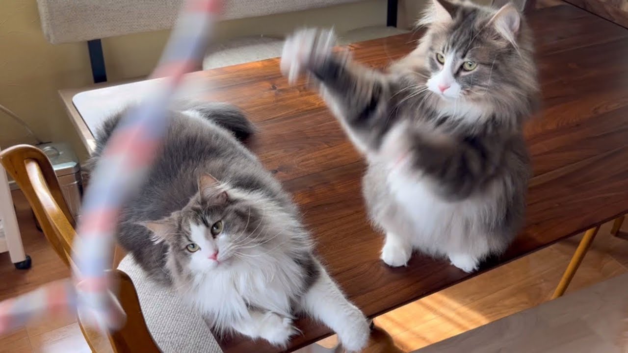 【可愛い‼︎】新しいおもちゃでハイテンションなもふ猫たちが可愛すぎた…ノルウェージャンフォレストキャットとターキッシュアンゴラ
