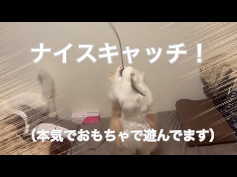 猫たちの遊び集（本気ver）【アメリカンカール 】【ノルウェージャン 】【猫】【おもちゃ】