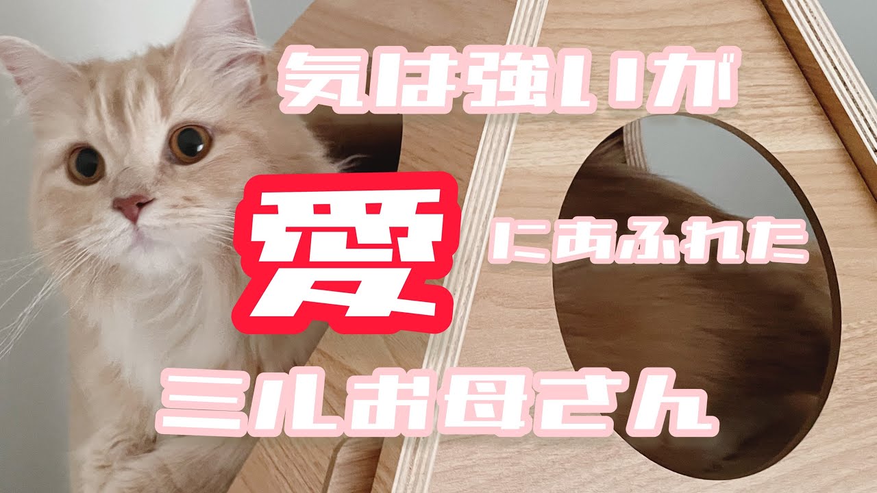 ラガマフィン一家紹介動画【母ミル】
