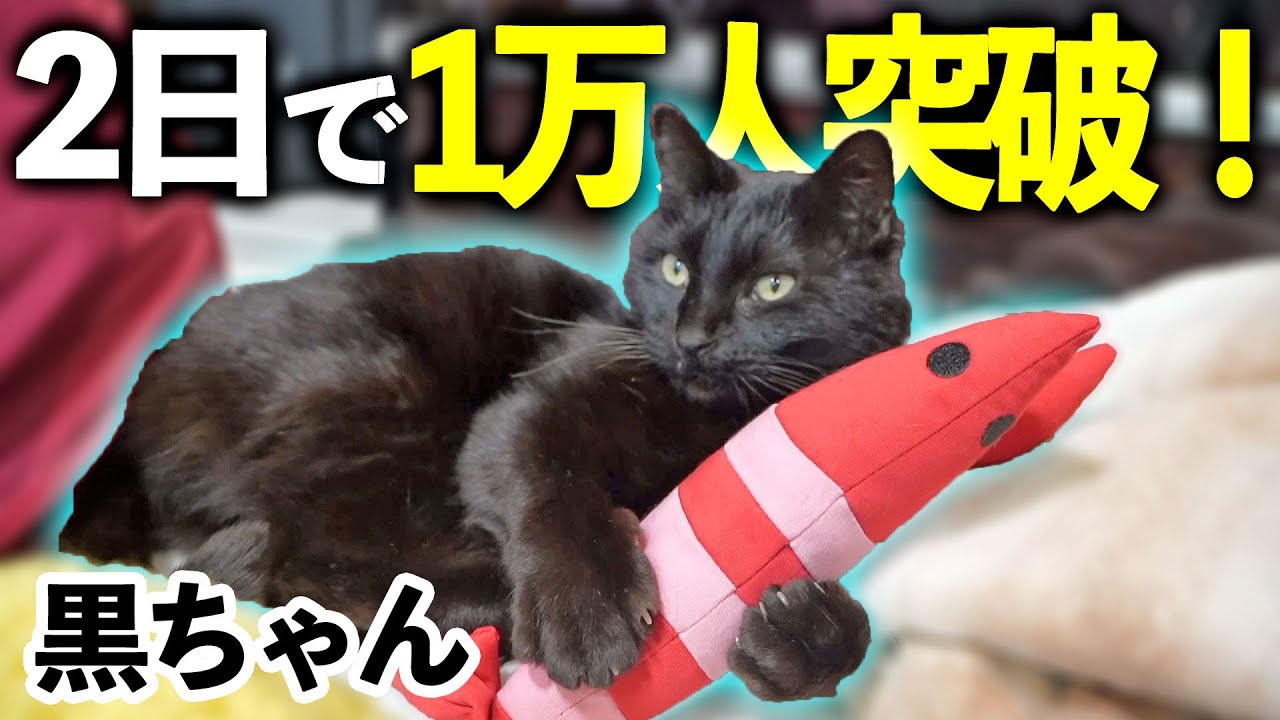 『ついて来て』と言う猫ちゃんを保護したら、2日で『1万人突破』したので、、、