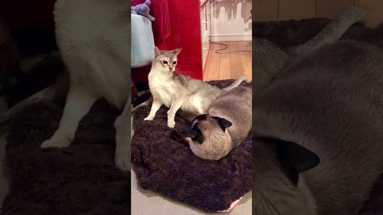 大好きなたぬき猫をペシッてしちゃうシンガプーラなのにゃ♪