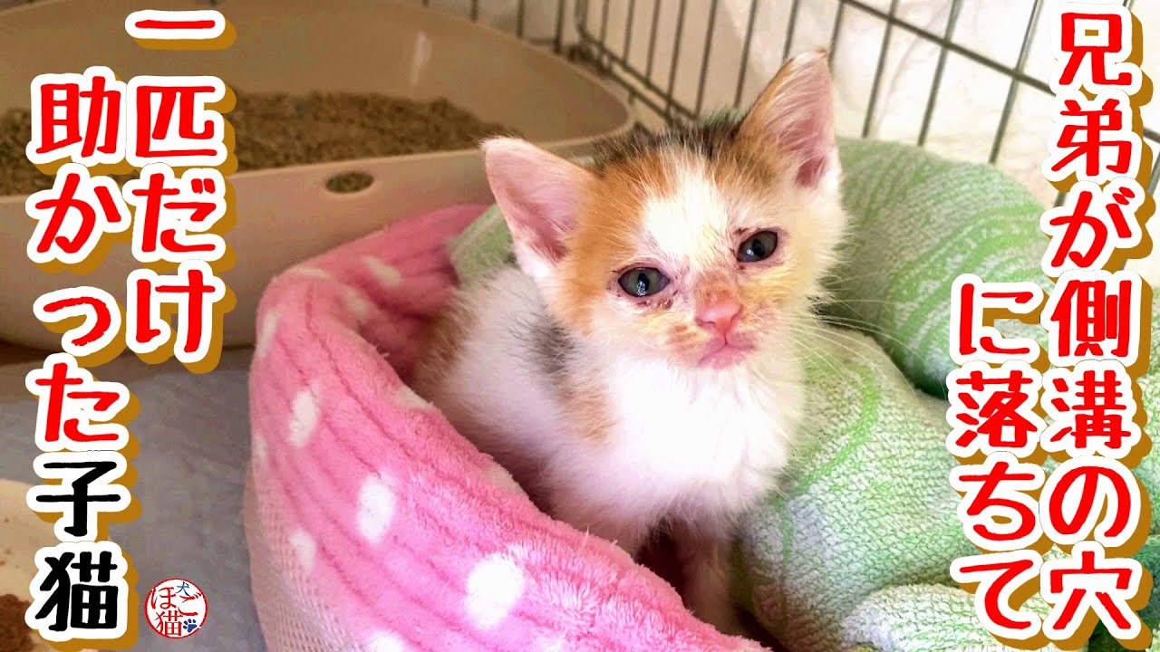 【子猫　保護犬】ノミだらけの子猫、お名前決定！＆空君拗ねても成長中♪
