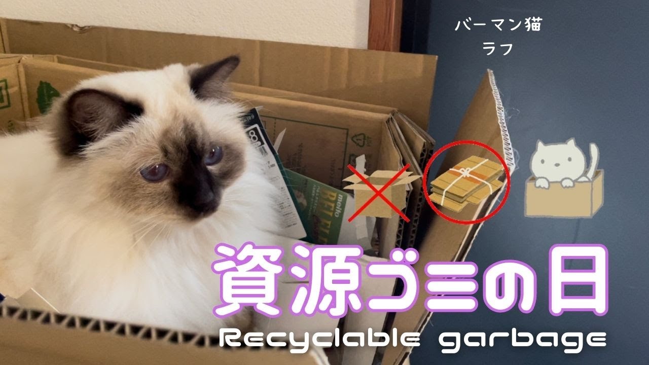 バーマン猫ラフとミカ【資源ゴミの日】Recyclable garbage day（バーマン猫）Birman/Cat