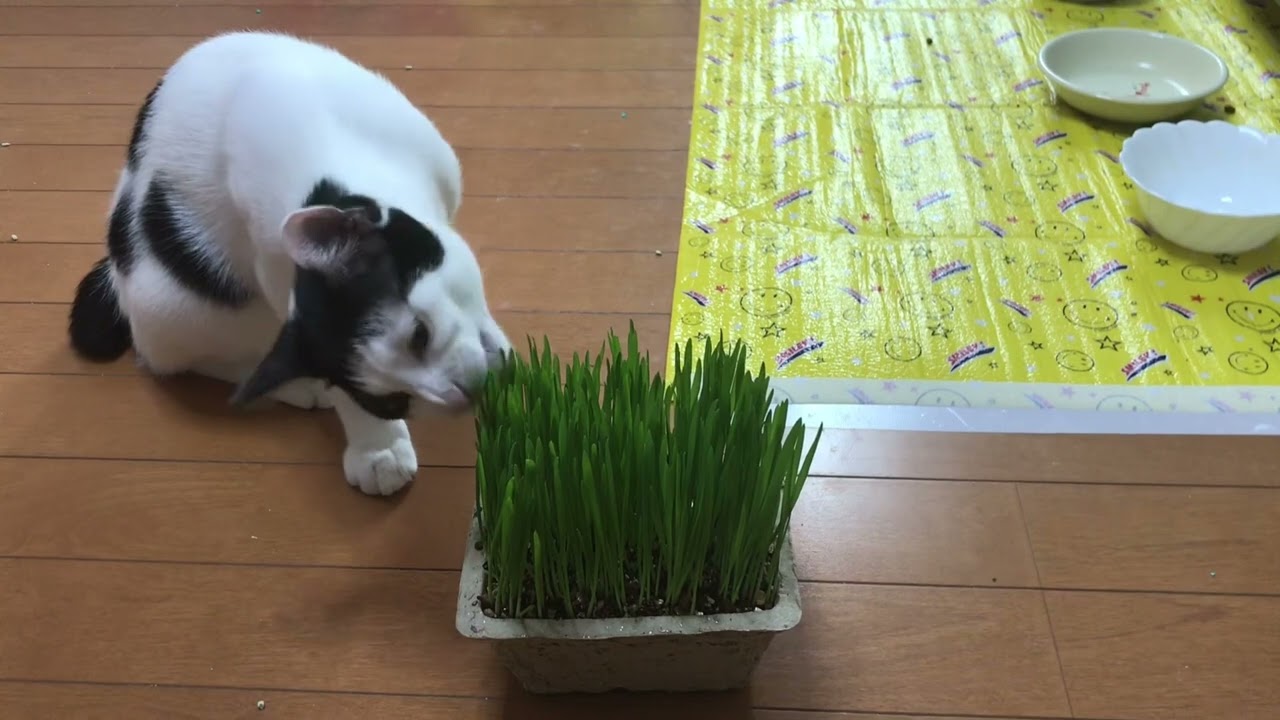 初めての猫草「お座りしていただくにゃ」