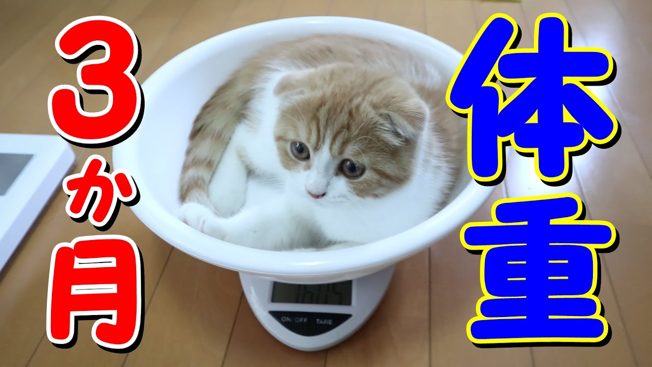 生後3ヶ月の子猫の体重を量ってみました！【スコティッシュフォールド】