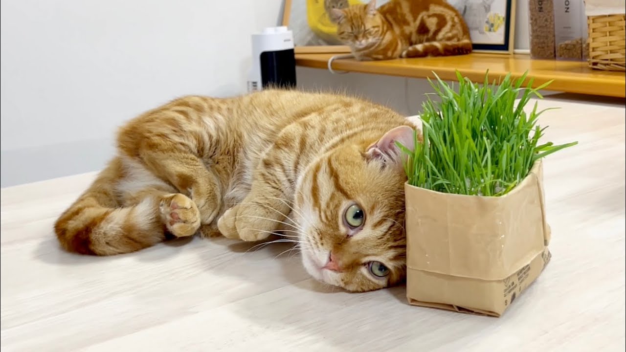ぽちゃくん、みゅうちゃんがきたらとっさに猫草に隠れた！笑