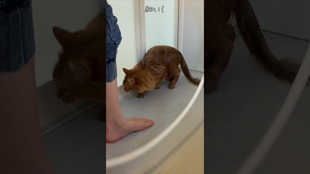 ＃shorts  ふわふわ猫のお風呂【ソマリ】