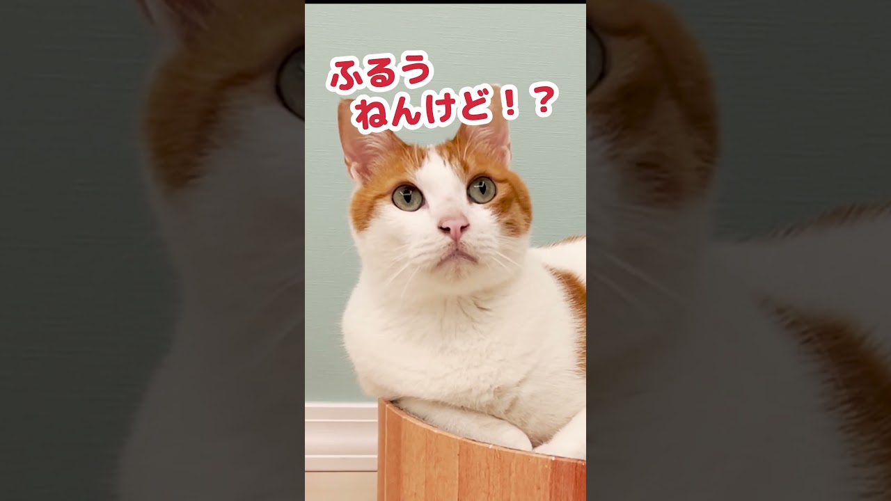 暴力にゃんこ出現！ #Shorts