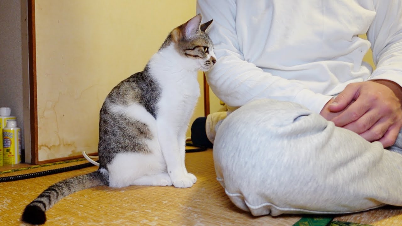 甘えんぼ子猫を無視し続けた結果…笑
