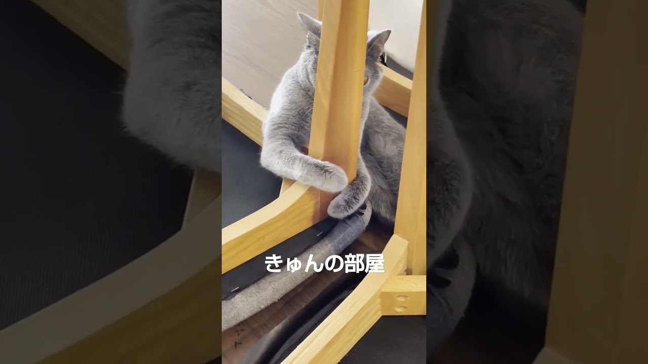 かくれんぼ#ブリティッシュショートヘア #shorts #猫 #ねこ#cat#かくれんぼ
