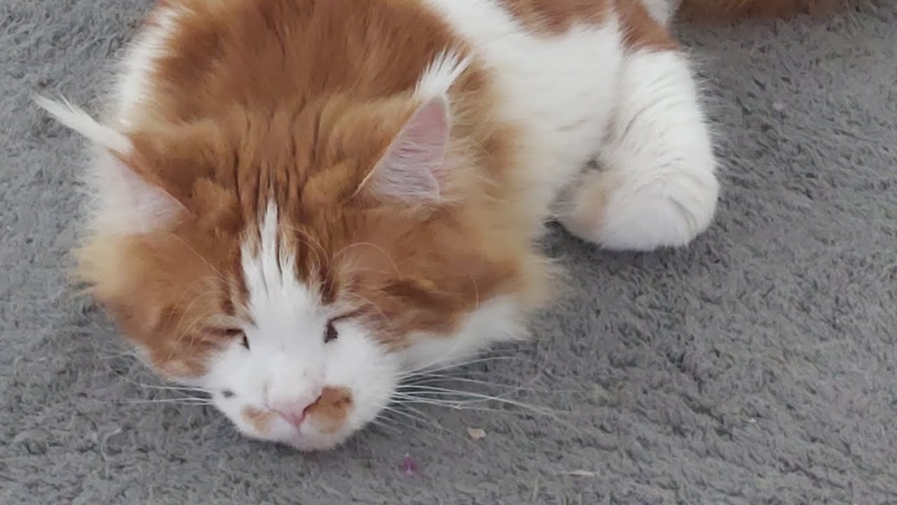 デカ猫メインクーンが寝る前にする習慣がこちらです。