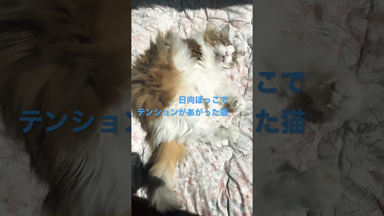 #ノルウェージャンフォレストキャット #shorts #cats #cat #猫 #大型猫 #猫との暮らし #かわいい猫 #かわいい #norwegianforestcat #ねこと暮らす