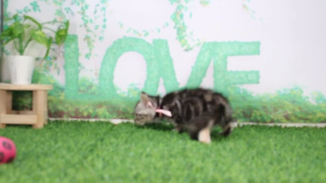 ペットショップcoo&riku No.626282　アメリカンカール