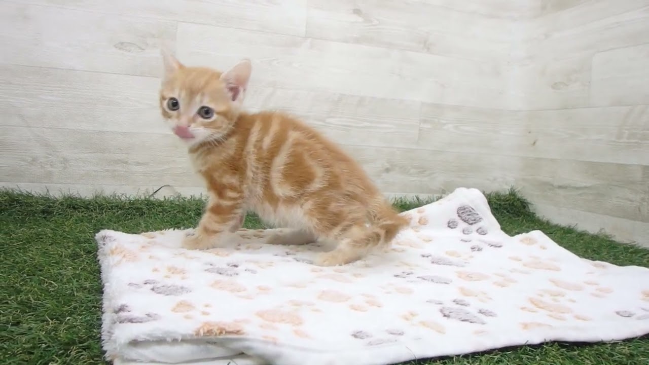 Coo&RIKU　No00626332 アメリカンショートヘアー