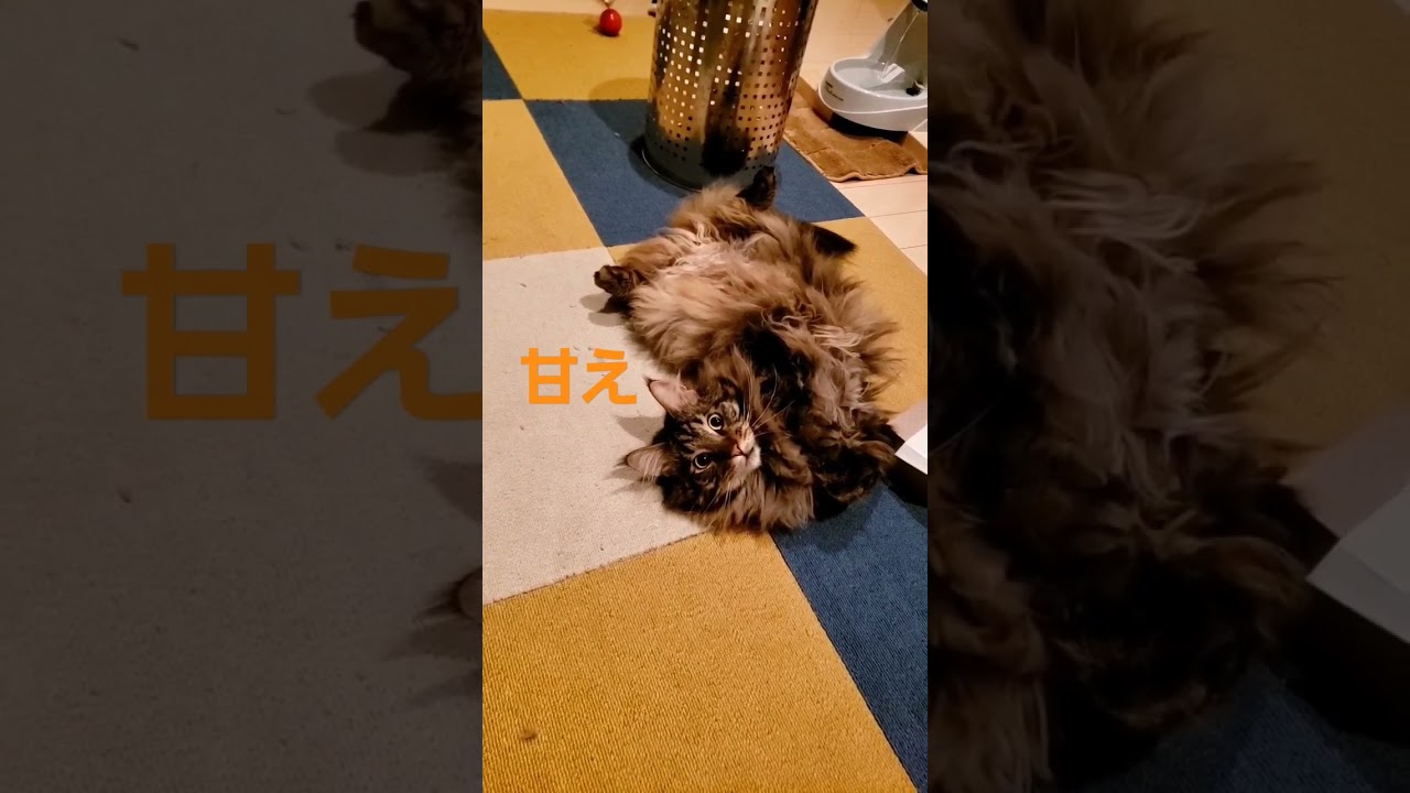 【メインクーン~Maine coon~】甘えの確信犯【シカマル】