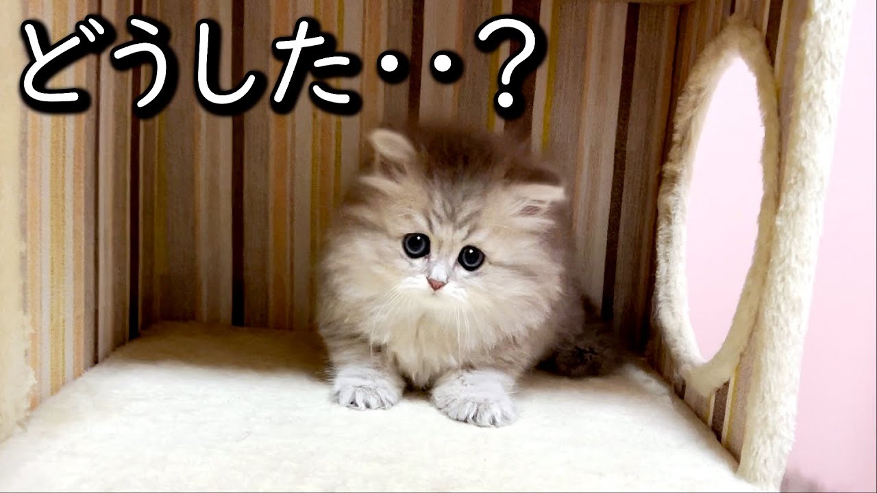 【ペルシャの子猫】どうした？と思ってしまうほどの豹変ぶりな件 ∼猫のいる生活Vol.668~ 出産動画 マンチカン短足・ミヌエット・ペルシャ猫専門ブリーダー『ペット蔵人』【子猫の成長記録】