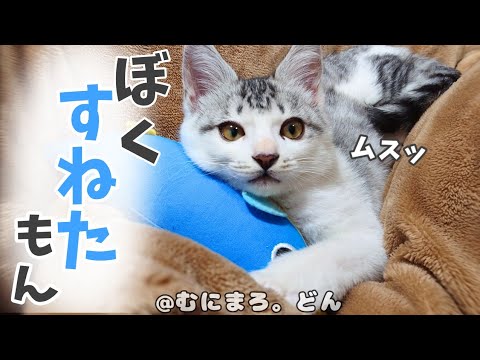 飼い主を待ち伏せする子猫を焦らしたら、拗ねられちゃいました…