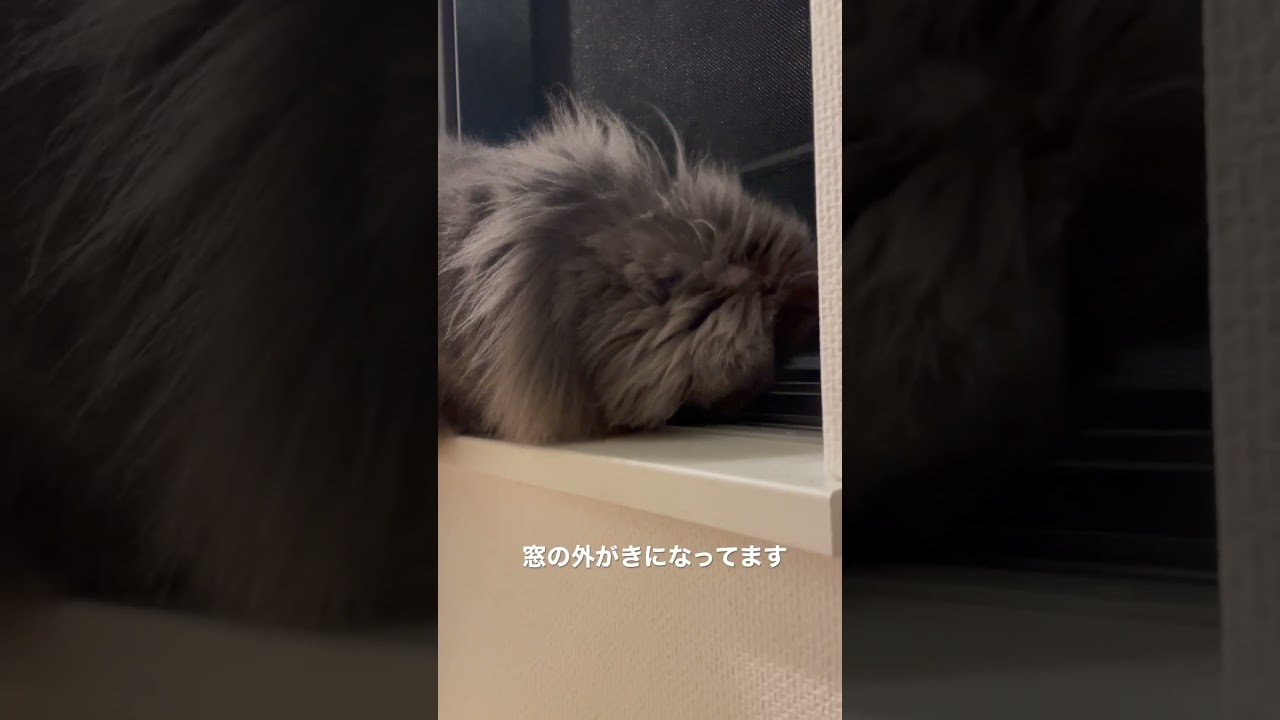 おとぼけ顔のラガマフィンは今日も人を癒す　#ラガマフィン #猫のいる暮らし #猫動画