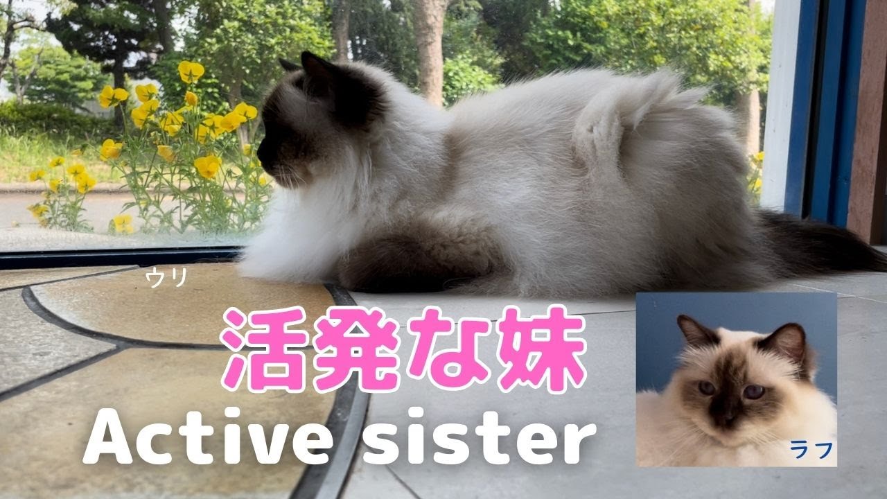 バーマン猫 姉ウリ妹ラフ【活発な妹】Active sister（バーマン猫）Birman/Cat
