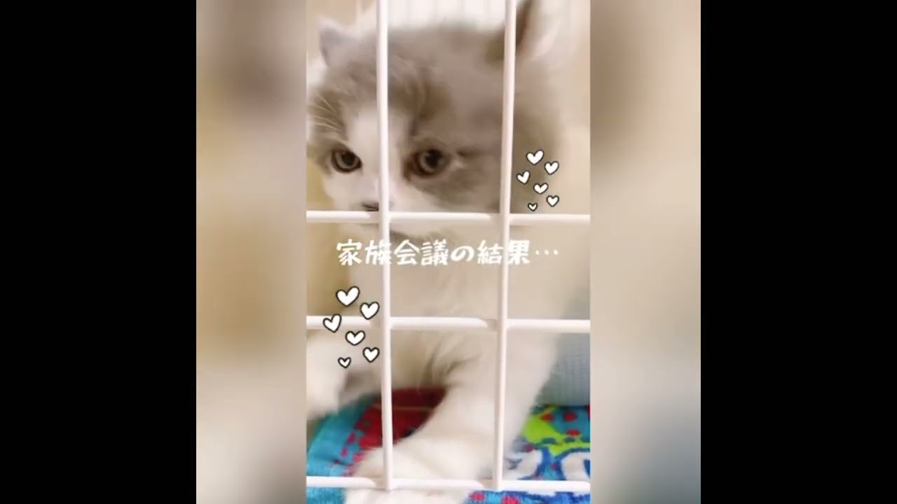 アメリカンカールの男の子をお迎えした時