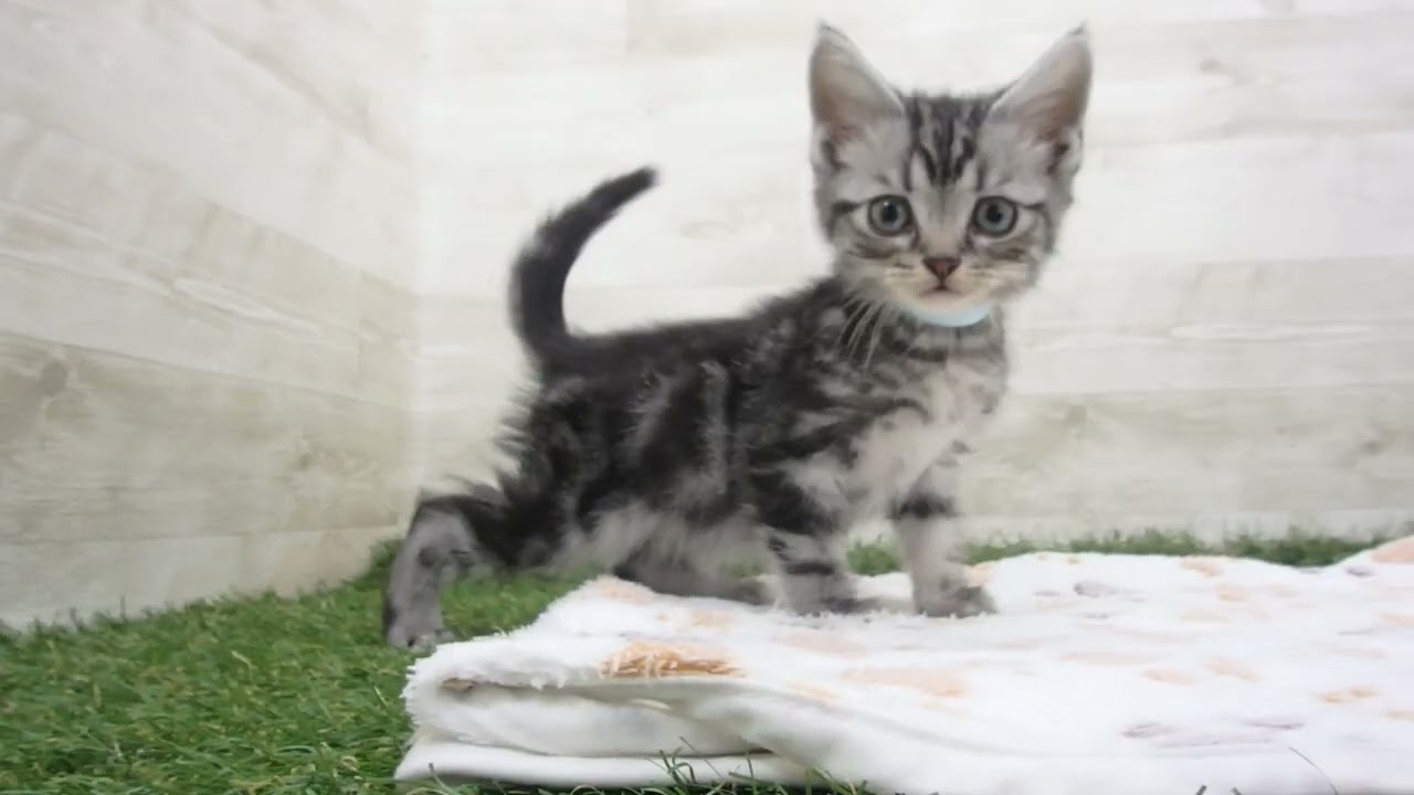 Coo&RIKU　No00626336 アメリカンショートヘアー