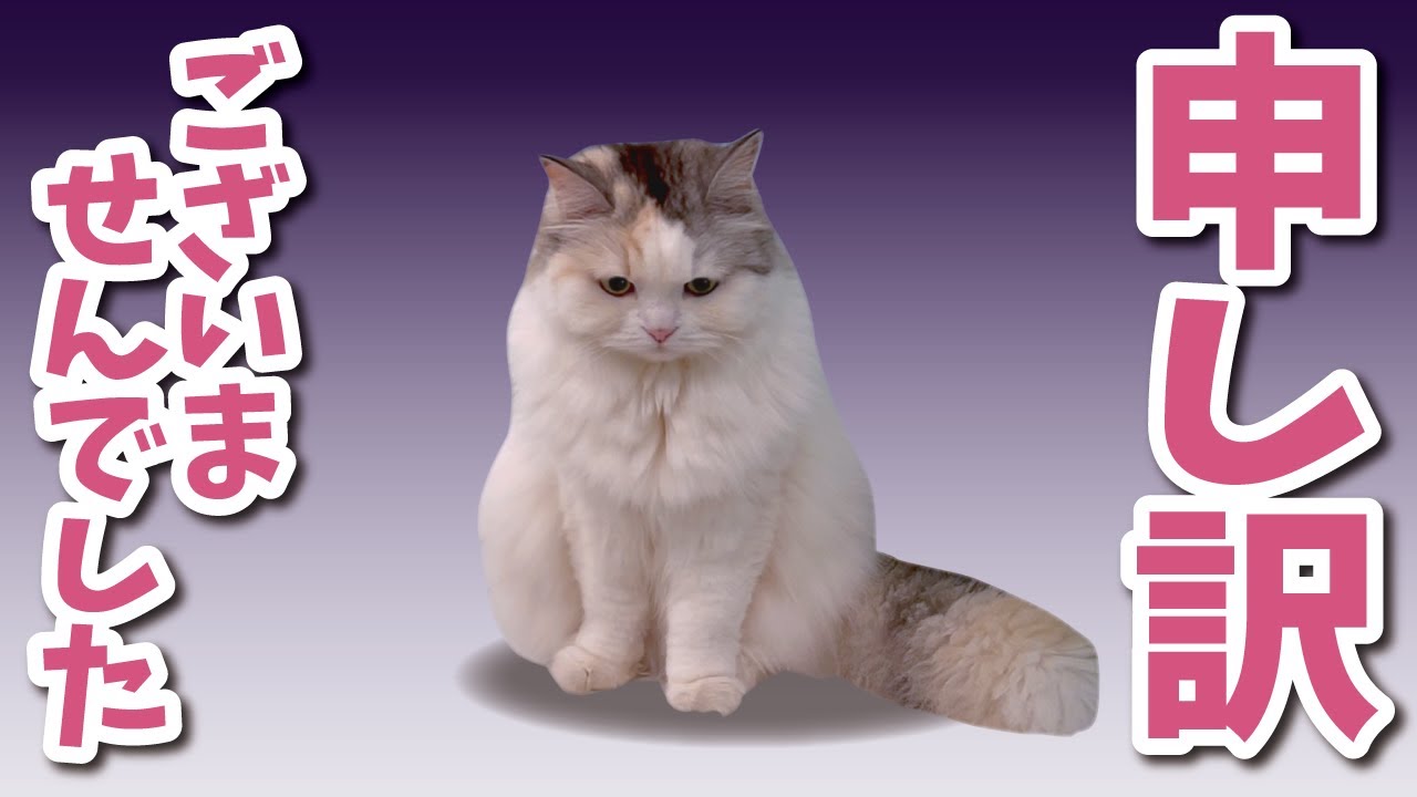 つくしからみなさんに謝りたいことがあるみたいです【関西弁でしゃべる猫】