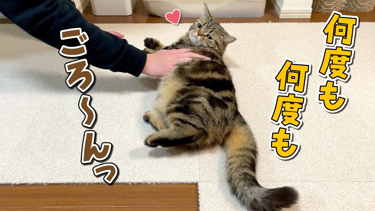 パパとの４日ぶりの再会で何度もお腹を見せて甘える猫が可愛すぎる！
