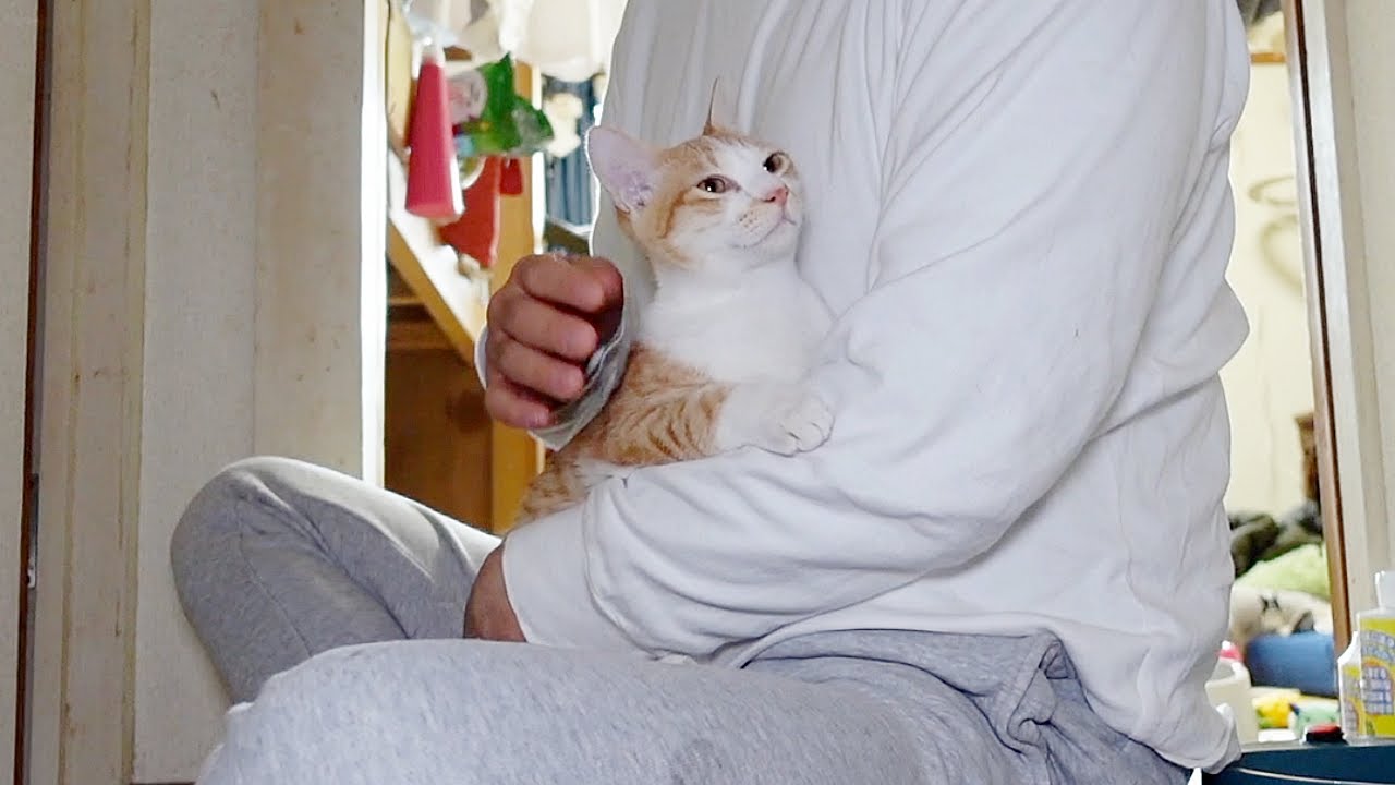 6時間ぶりに会った子猫が離れなくなりました…笑