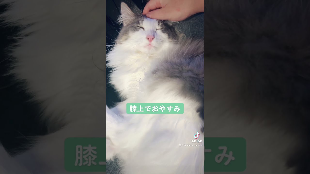 膝の上でおやすみ【ノルウェージャンフォレストキャット】よかったらチャンネル登録お願いします♯shorts