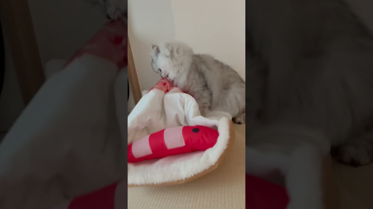 ミニ布団を痛めつけて荒ぶる猫 【サイベリアン】 #Shorts