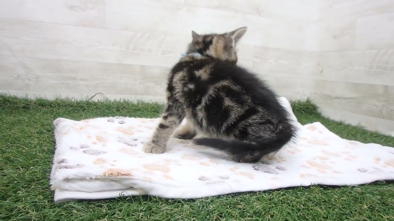 Coo&RIKU　No00626331 アメリカンショートヘアー