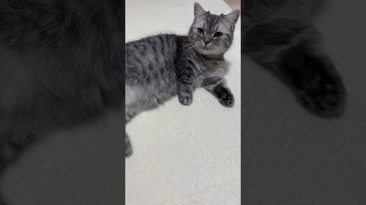 左手のお手入れが入念な猫🐈 # #猫 #マンチカン #kitten #cat #kitty #cute #catlover #funnycat