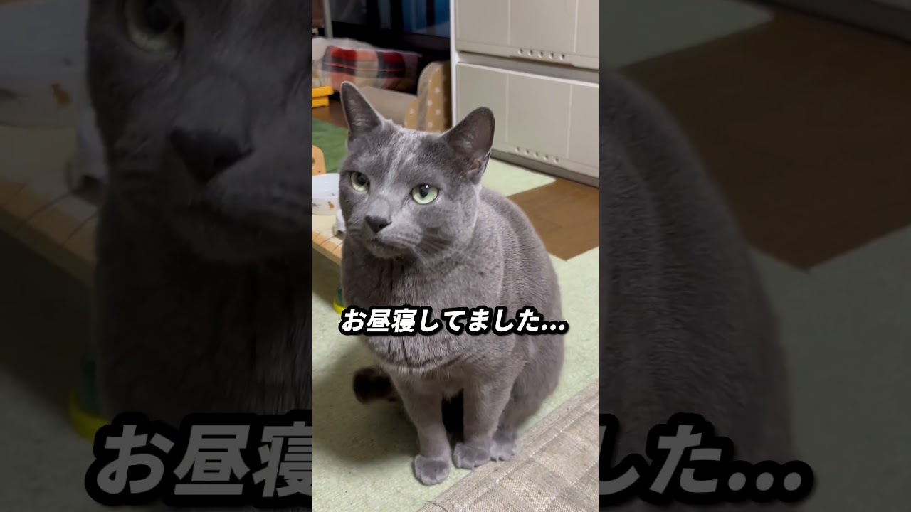 【ロシアンブルー】お昼寝から起きて来てからのおねだりめろんはこんな感じ🤭【猫】#shorts