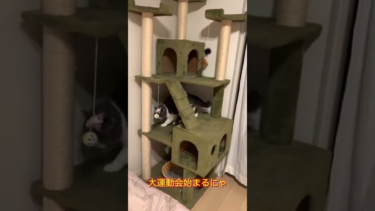 #shorts まるちゃんルーティン🐯おかえりからのおやすみ⭐ #猫 #cat #ブリティッシュショートヘア #britishshorthair #現場猫 #ハチワレ #猫の日常 #猫のいる暮らし