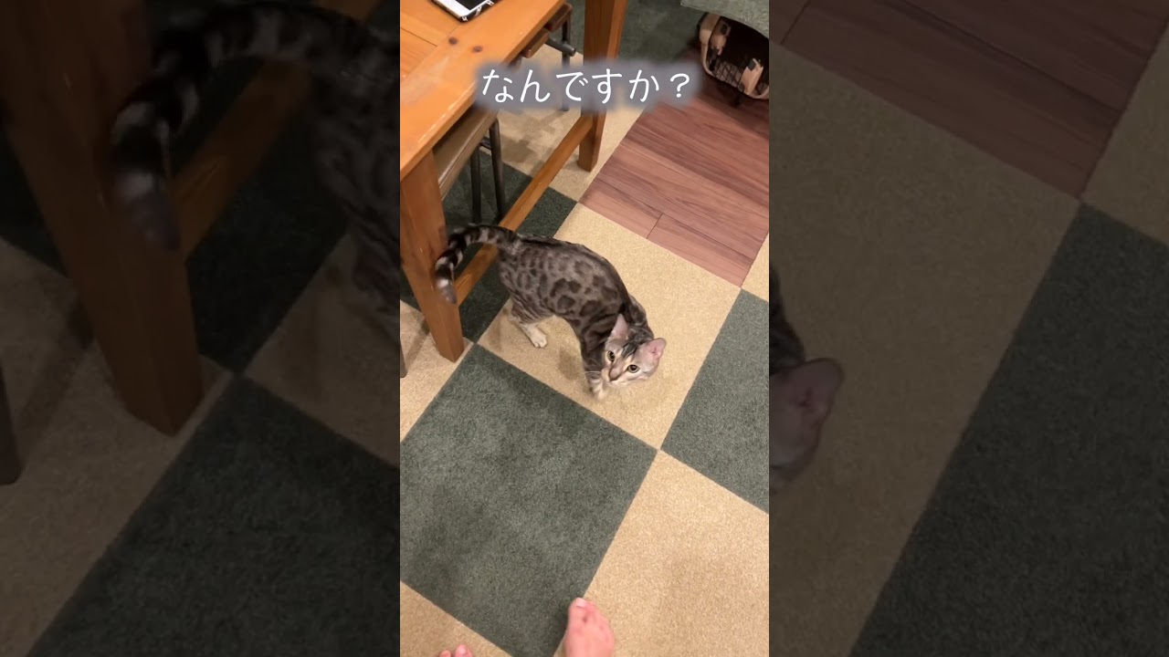 風呂上がりの飼い主を心配してくれるネコ #ベンガル #ルトロゼ #猫