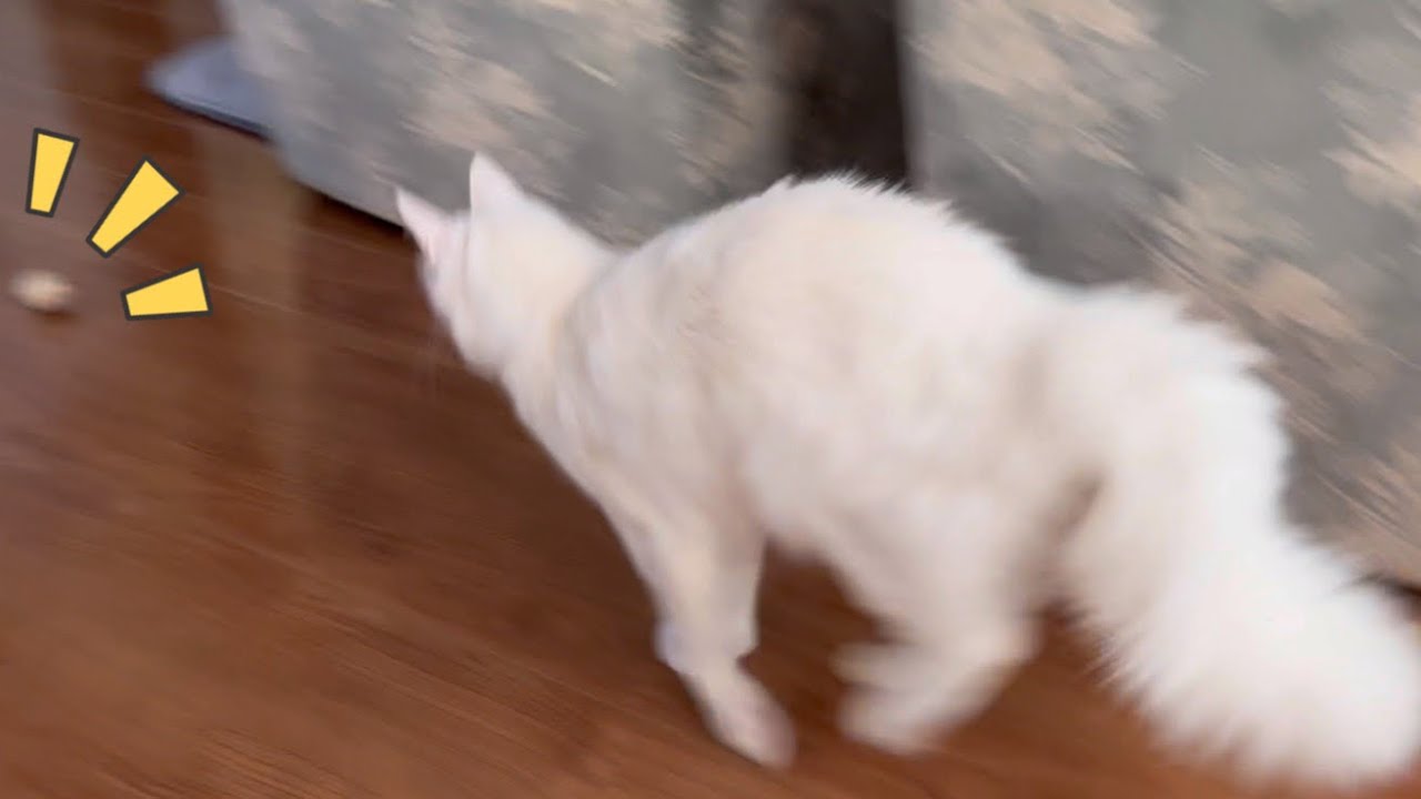 【ダッシュ💨】ボールを追いかけ走り回るターキッシュアンゴラとノルウェージャンフォレストキャットww