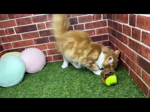 ペットショップCoo&RIKU　605503　ノルウェージャンフォレストキャット