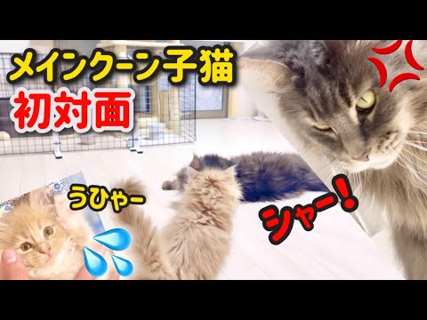 【子猫ひなたの成長記】メインクーン子猫が巨大猫に対面したら、普段温厚な巨大猫が激オコ【DAY1】